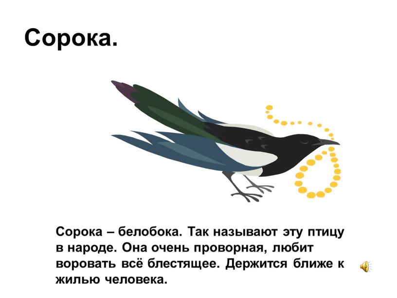 Сорока. Сорока – белобока. Так называют эту птицу в народе