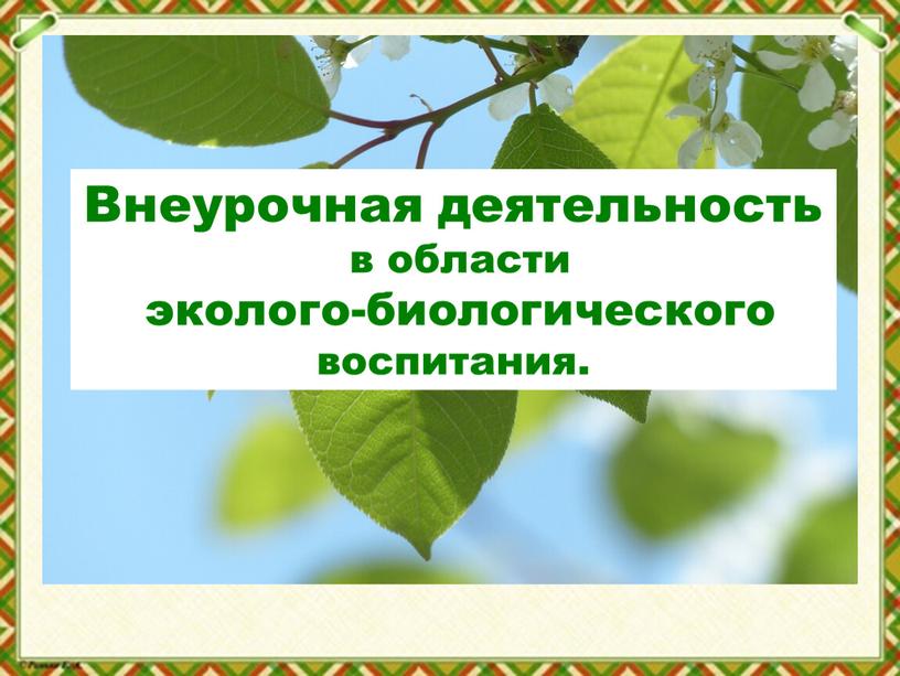 Внеурочная деятельность в области эколого-биологического воспитания