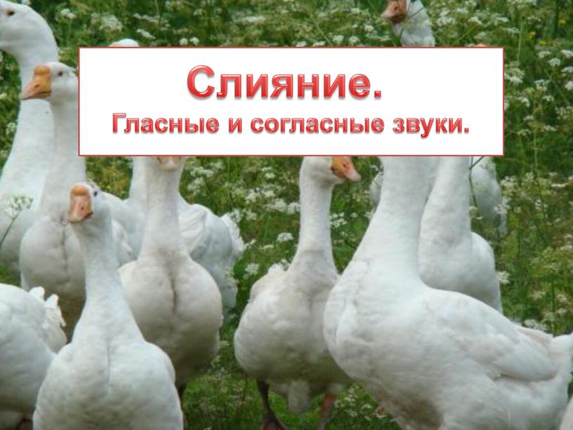 Слияние. Гласные и согласные звуки