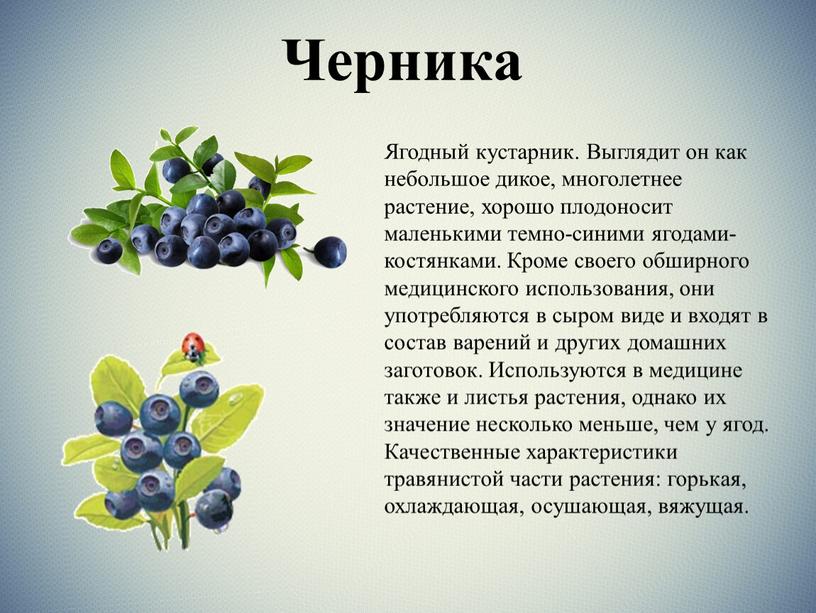 Черника Ягодный кустарник. Выглядит он как небольшое дикое, многолетнее растение, хорошо плодоносит маленькими темно-синими ягодами-костянками