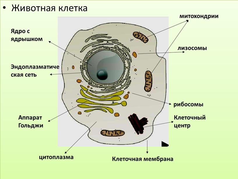 Животная клетка Ядро с ядрышком