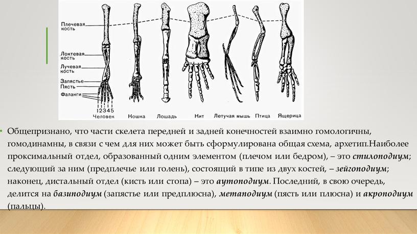 Общепризнано, что части скелета передней и задней конечностей взаимно гомологичны, гомодинамны, в связи с чем для них может быть сформулирована общая схема, архетип