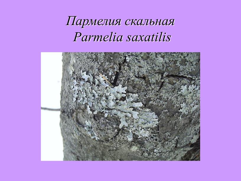 Пармелия скальная Parmelia saxatilis