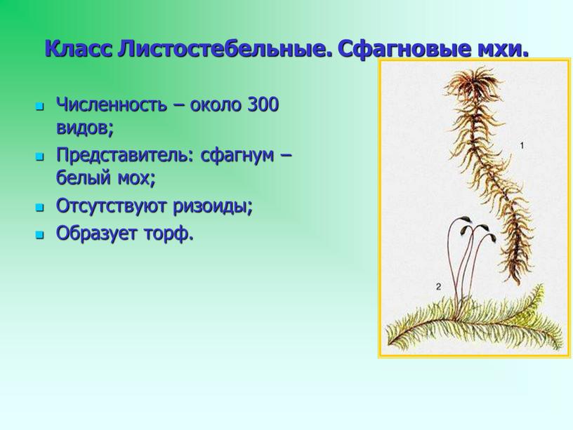 Класс Листостебельные. Сфагновые мхи