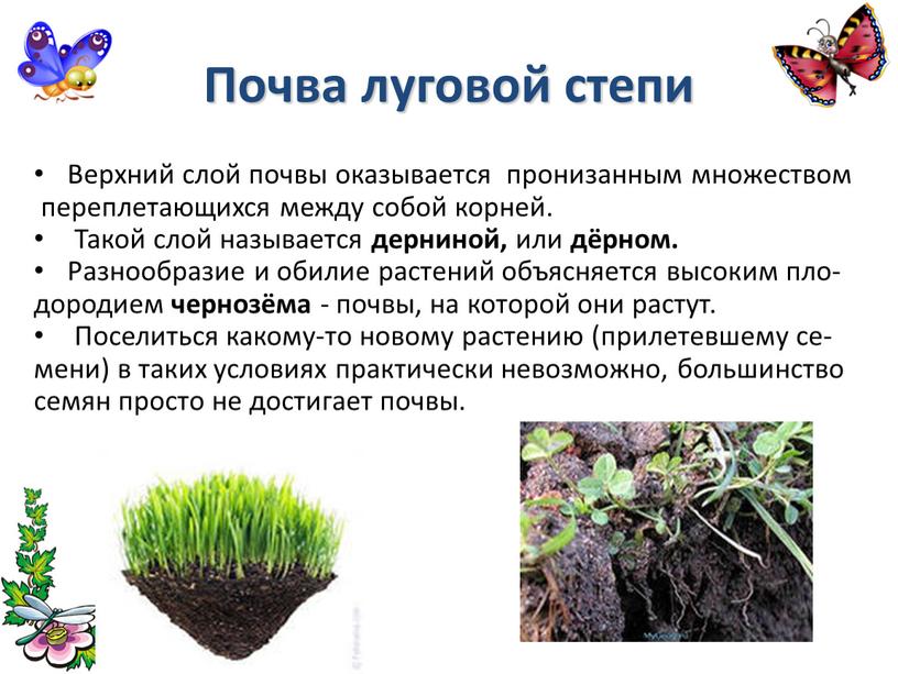 Почва луговой степи Верхний слой почвы оказывается пронизанным множеством переплетающихся между собой корней