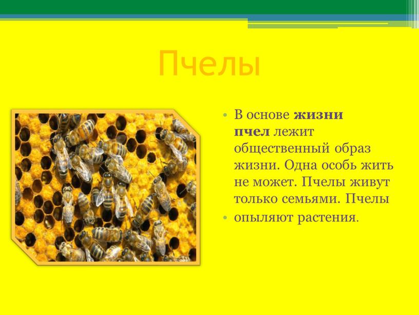 Пчелы В основе жизни пчел лежит общественный образ жизни