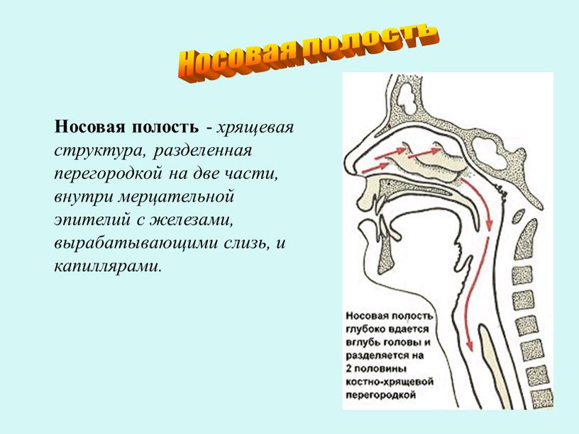 Носовая полость Носовая полость - хрящевая структура, разделенная перегородкой на две части, внутри мерцательной эпителий с железами, вырабатывающими слизь, и капиллярами