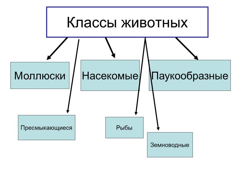 Классы животных Моллюски Насекомые