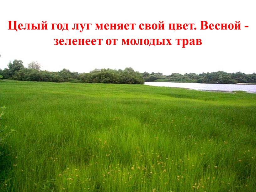 Целый год луг меняет свой цвет