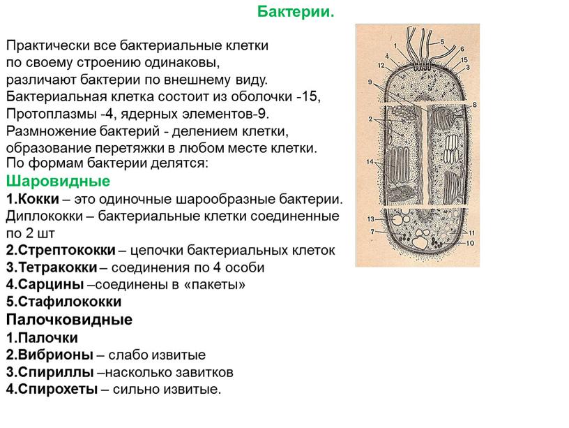 Практически все бактериальные клетки по своему строению одинаковы, различают бактерии по внешнему виду