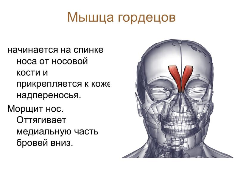 Мышца гордецов начинается на спинке носа от носовой кости и прикрепляется к коже надпереносья