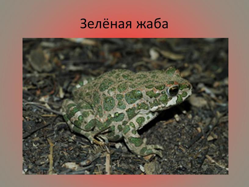 Зелёная жаба