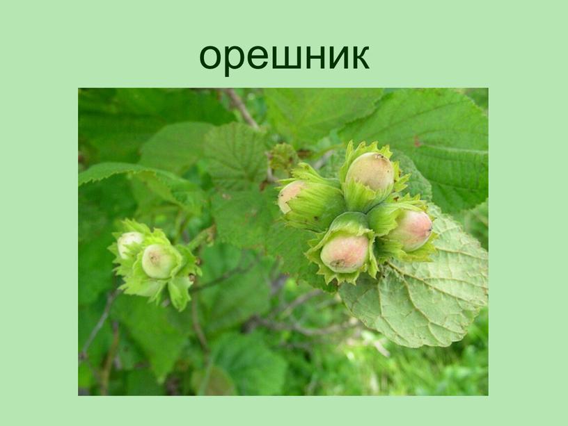 орешник