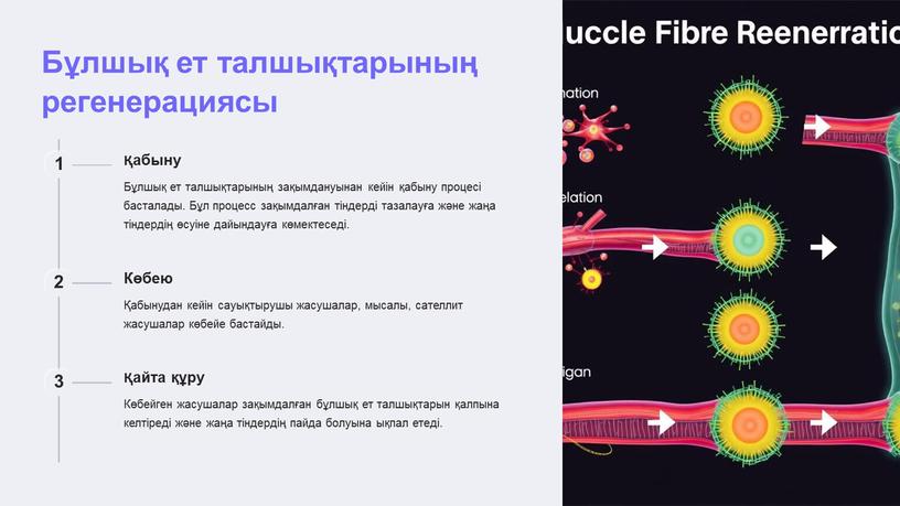 Бұлшық ет талшықтарының регенерациясы 1 Қабыну