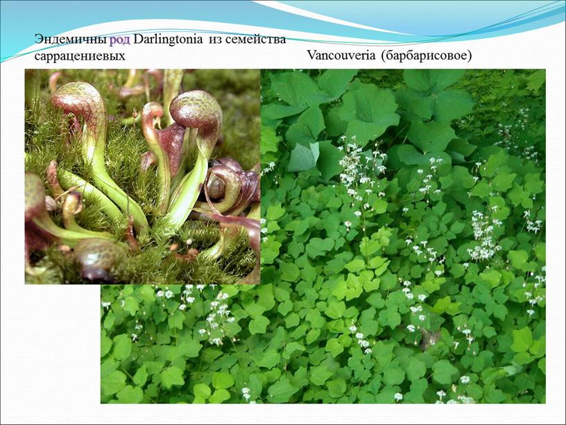 Эндемичны род Darlingtonia из семейства саррацениевых