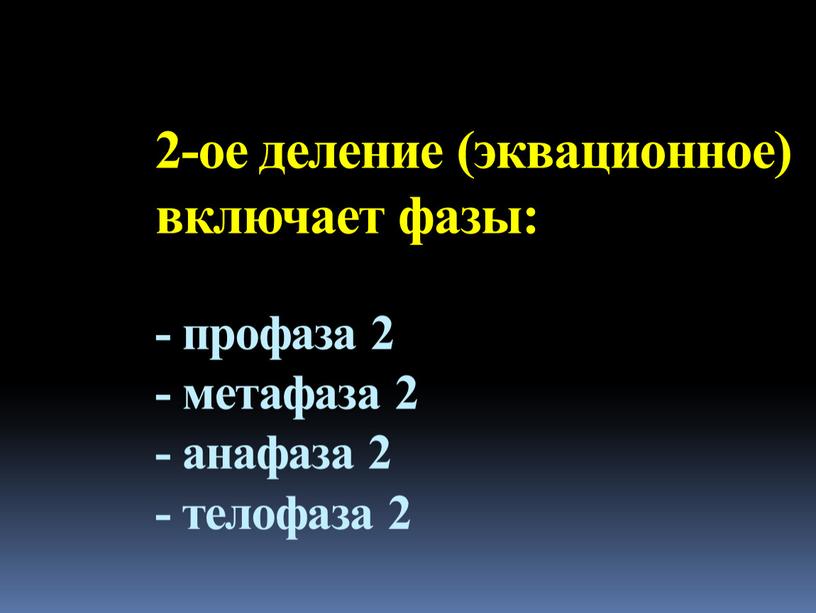 2-ое деление (эквационное) включает фазы: - профаза 2 - метафаза 2 - анафаза 2 - телофаза 2
