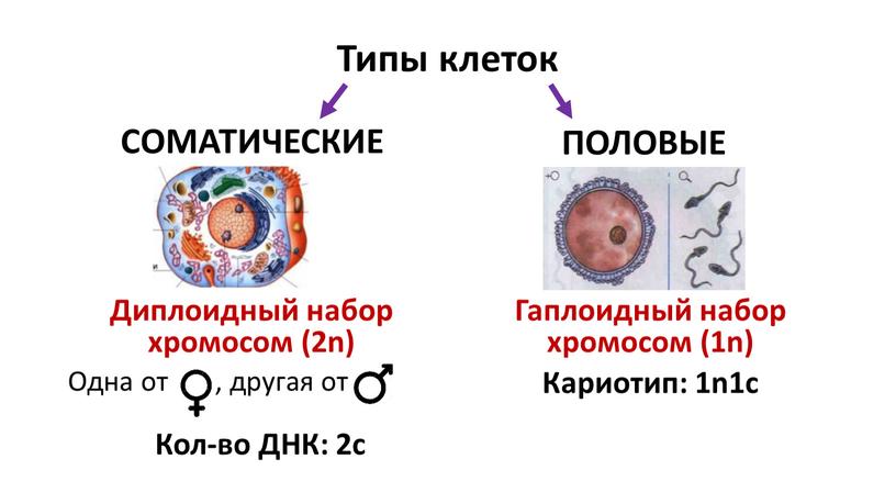 Типы клеток СОМАТИЧЕСКИЕ ПОЛОВЫЕ