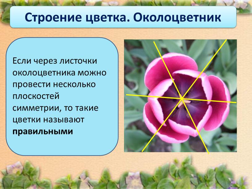 Строение цветка. Околоцветник Если через листочки околоцветника можно провести несколько плоскостей симметрии, то такие цветки называют правильными