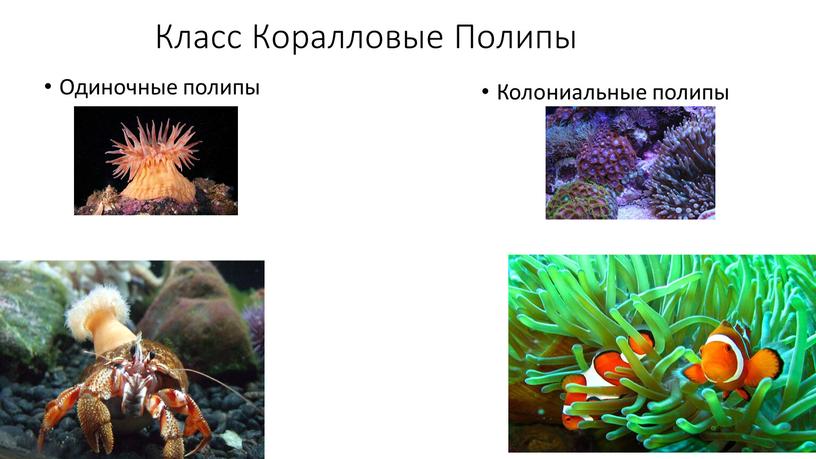 Класс Коралловые Полипы Одиночные полипы