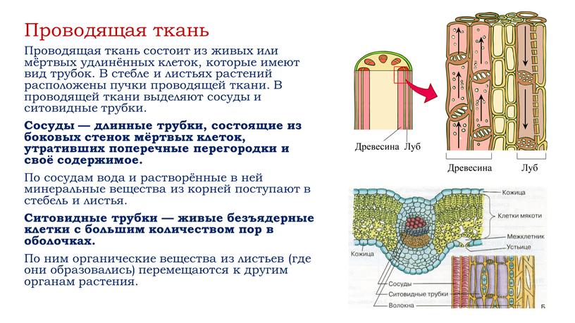 Проводящая ткань Проводящая ткань состоит из живых или мёртвых удлинённых клеток, которые имеют вид трубок