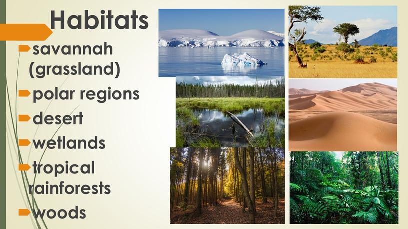 Habitats savannah (grassland) polar regions desert wetlands tropical rainforests woods