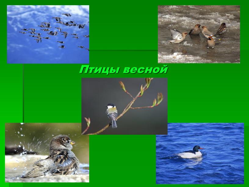 Птицы весной