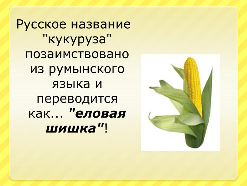 Русское название "кукуруза" позаимствовано из румынского языка и переводится как