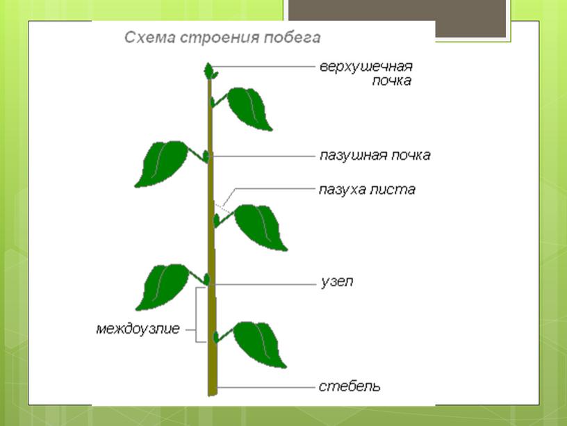 Вегетативные органы растений.