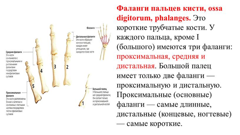 Фаланги пальцев кисти, ossa digitorum, phalanges