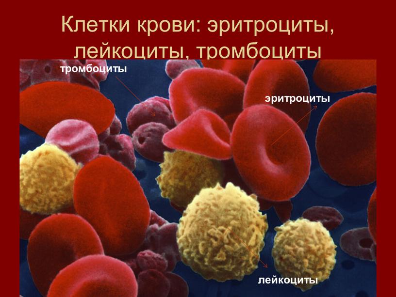 Клетки крови: эритроциты, лейкоциты, тромбоциты тромбоциты лейкоциты эритроциты