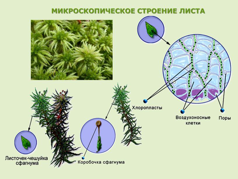 МИКРОСКОПИЧЕСКОЕ СТРОЕНИЕ ЛИСТА