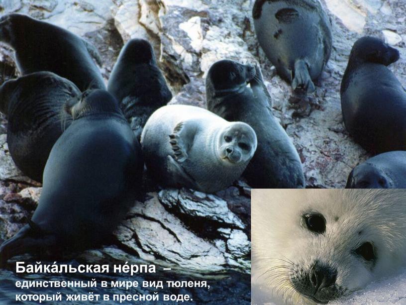 Байка́льская не́рпа – единственный в мире вид тюленя, который живёт в пресной воде