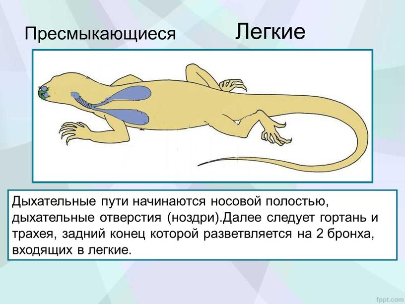 Пресмыкающиеся Дыхательные пути начинаются носовой полостью, дыхательные отверстия (ноздри)