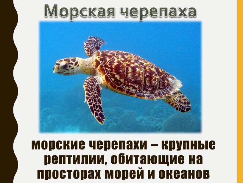 Морская черепаха морские черепахи – крупные рептилии, обитающие на просторах морей и океанов