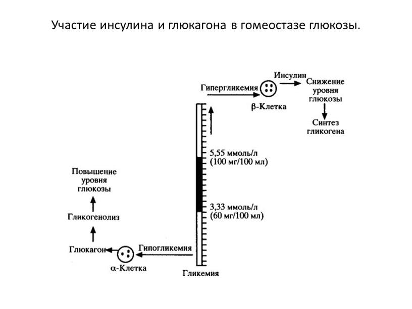 Участие инсулина и глюкагона в гомеостазе глюкозы