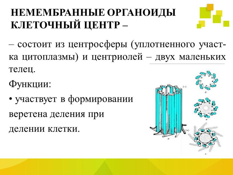 НЕМЕМБРАННЫЕ ОРГАНОИДЫ КЛЕТОЧНЫЙ