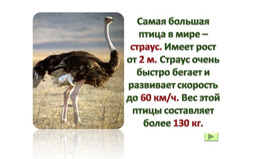 Самая большая птица в мире – страус