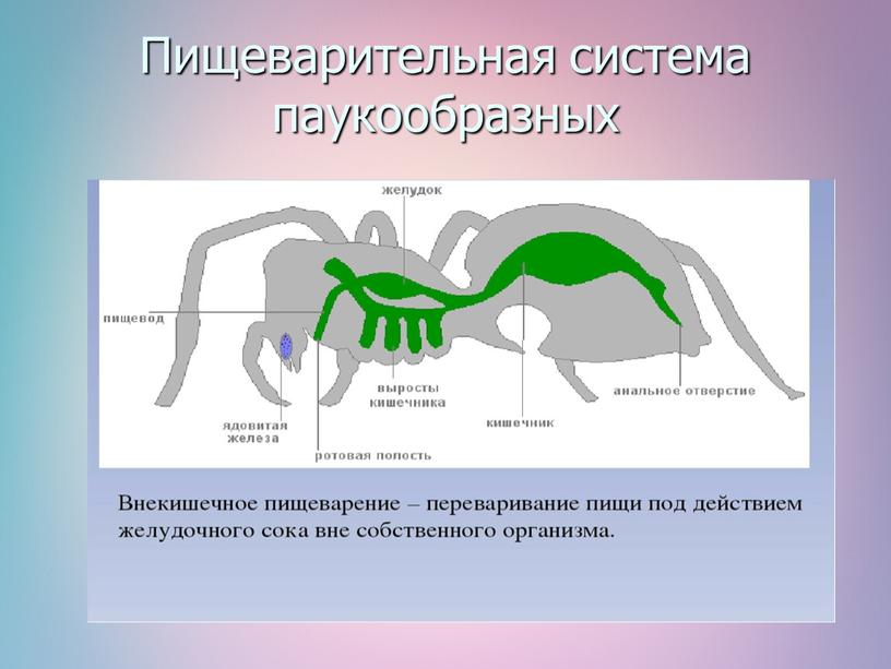 Пищеварительная система паукообразных