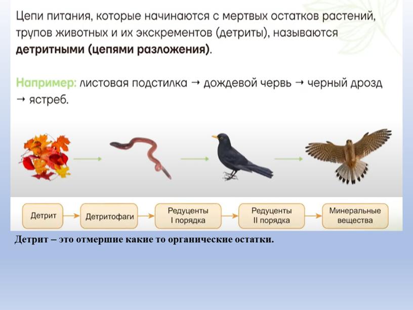 Детрит – это отмершие какие то органические остатки