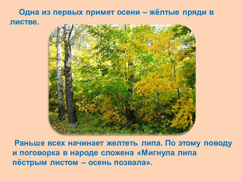 Одна из первых примет осени – жёлтые пряди в листве