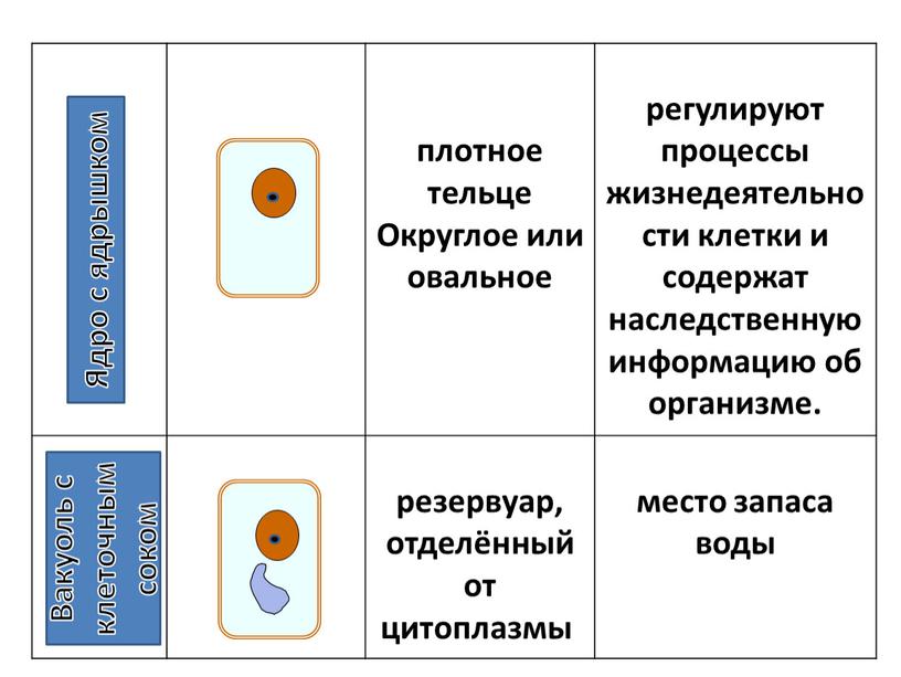 Округлое или овальное регулируют процессы жизнедеятельности клетки и содержат наследственную информацию об организме