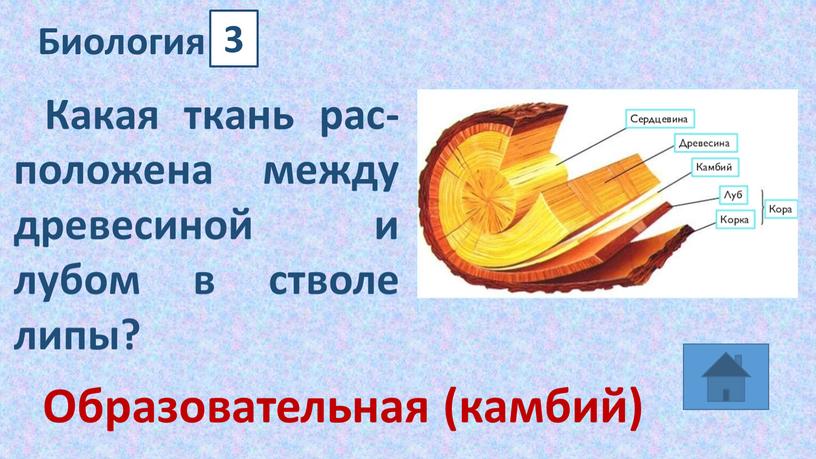 Какая ткань рас­по­ло­же­на между дре­ве­си­ной и лубом в ство­ле липы?