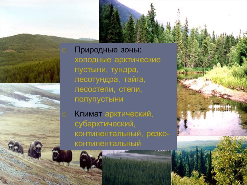 Природные зоны: холодные арктические пустыни, тундра, лесотундра, тайга, лесостепи, степи, полупустыни