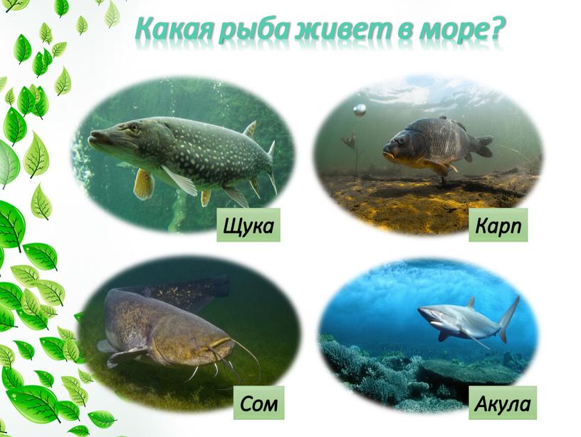 Какая рыба живет в море? Сом Карп