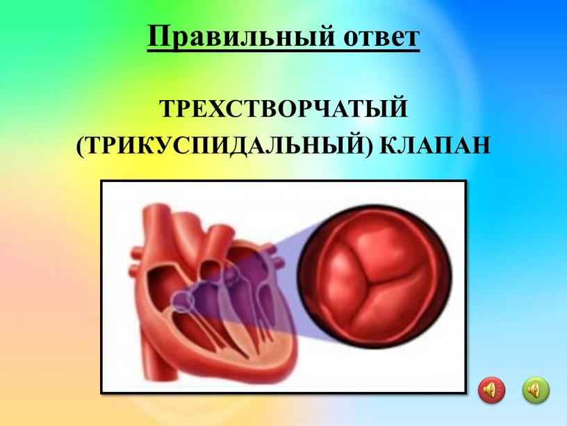 ТРЕХСТВОРЧАТЫЙ (ТРИКУСПИДАЛЬНЫЙ)