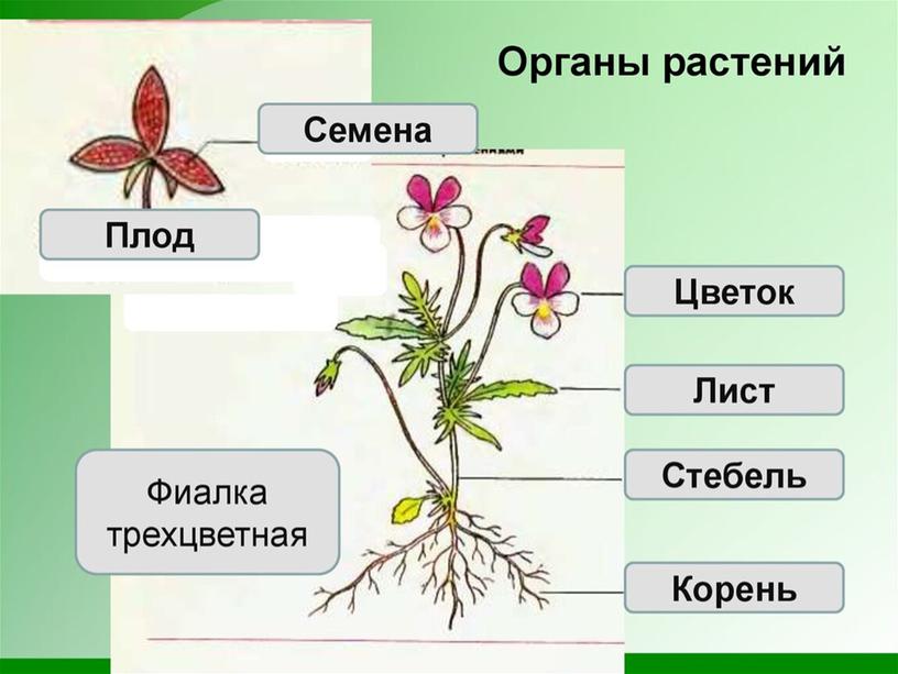 Царства растений