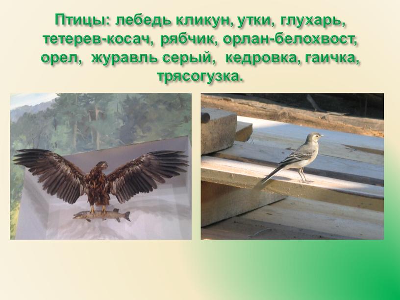 Птицы: лебедь кликун, утки, глухарь, тетерев-косач, рябчик, орлан-белохвост, орел, журавль серый, кедровка, гаичка, трясогузка