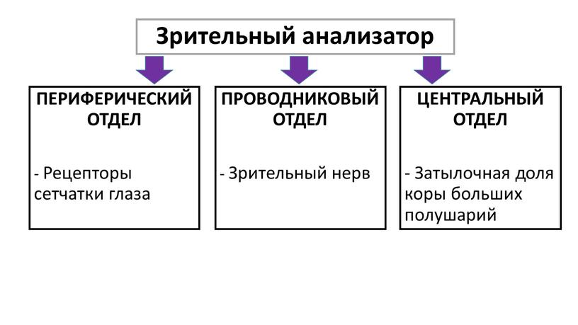 Зрительный анализатор ПЕРИФЕРИЧЕСКИЙ