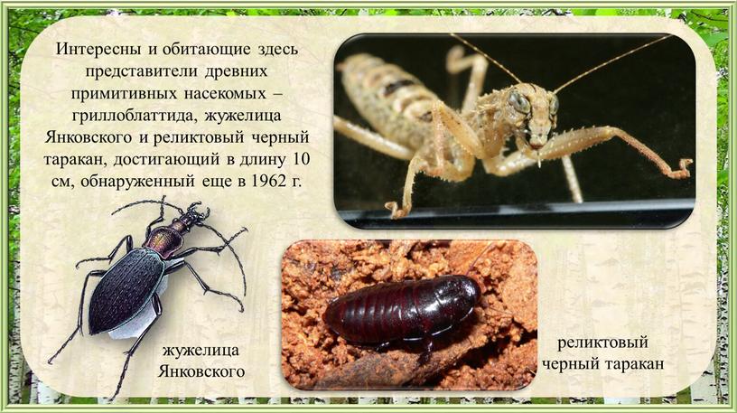 Интересны и обитающие здесь представители древних примитивных насекомых – гриллоблаттида, жужелица