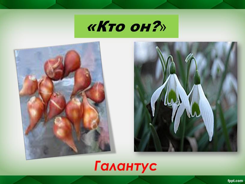 «Кто он? » Галантус